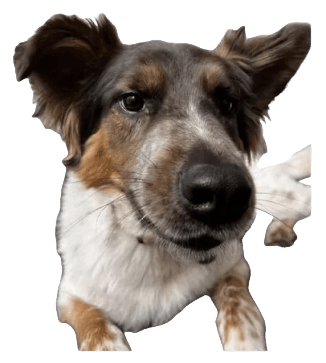 good boah